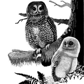 Life as a Scientific Illustrator